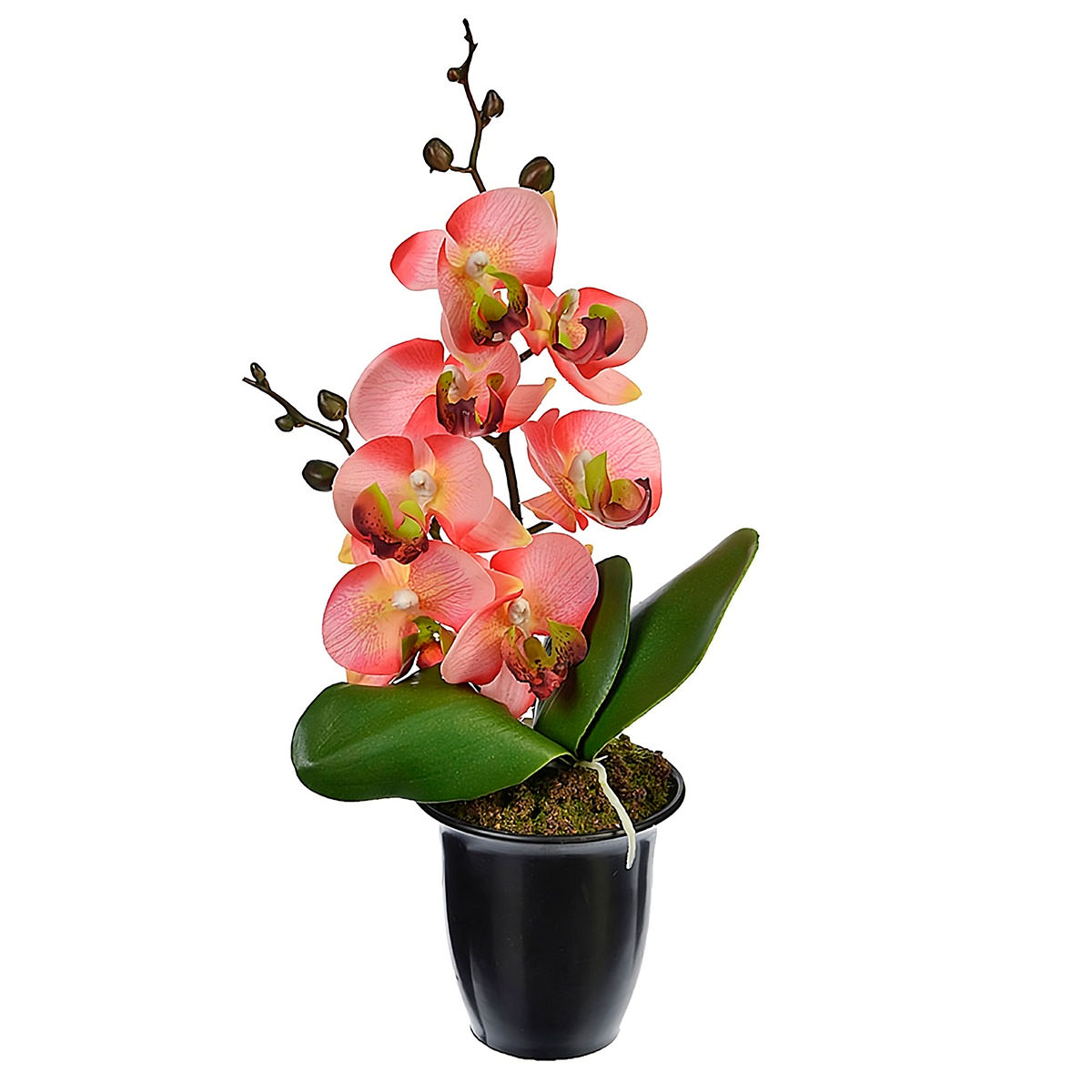 Купить цветы орхидеи в горшке. Цветок в горшке фаленопсис. Орхидея Цимбидиум в горшке. Фаленопсис в горшке. Орхидея фаленопсис в горшке.